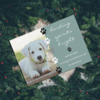 Aiguille Spirits Bright Puppy Chien Photo