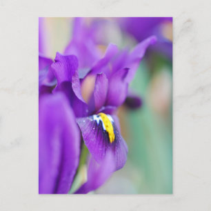 Cartes Pour Fêtes Annuelles Aimant à fleur Iris