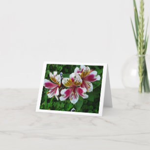 Cartes Pour Fêtes Annuelles Alstromeria Princess Lys