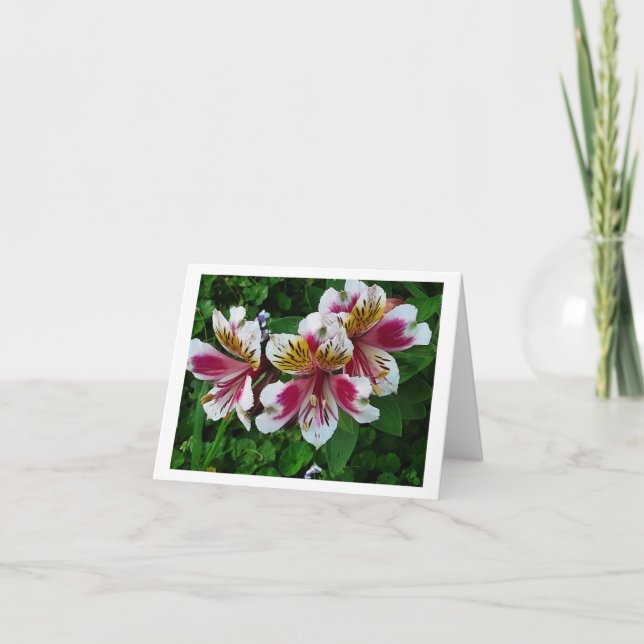 Cartes Pour Fêtes Annuelles Alstromeria Princess Lys (Devant)