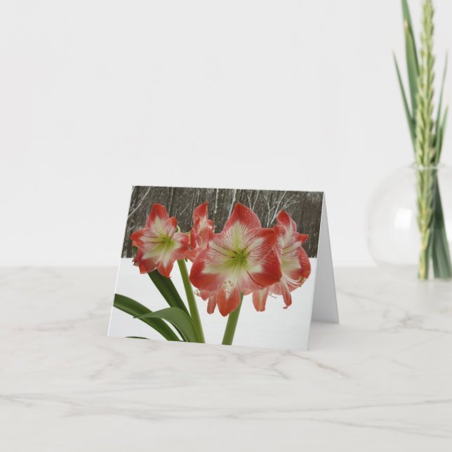 Cartes Pour Fêtes Annuelles Amaryllis en Fête Rouge Neige Hiver Floral (Devant)