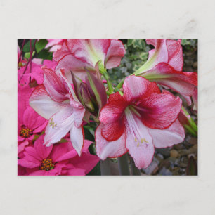 Cartes Pour Fêtes Annuelles Amaryllis et Poinsettia Fleurs de Fêtes Rouges