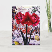 Amaryllis par fenêtre de neige