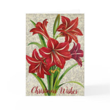 Amaryllis, voeux de Noël.