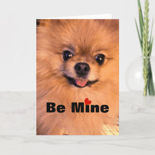 Cartes Pour Fêtes Annuelles Amoureux mignon adorable Valentine de Pomeranian