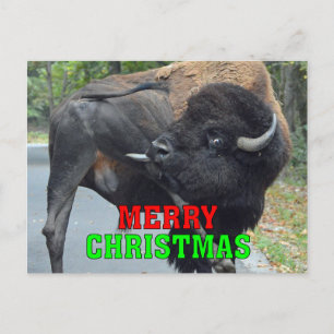 Cartes Pour Fêtes Annuelles Amusant Joyeux Bison de Noël Licking Testicules