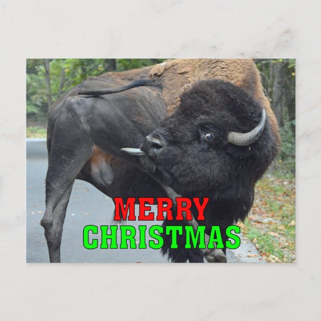 Cartes Pour Fêtes Annuelles Amusant Joyeux Bison de Noël Licking Testicules (Devant)