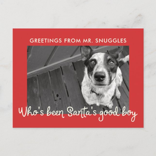 Cartes Pour Fêtes Annuelles Amusante vacances de chien de compagnie | Salutati (Devant)