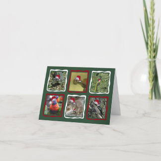 Cartes Pour Fêtes Annuelles Animaux australiens de Noël
