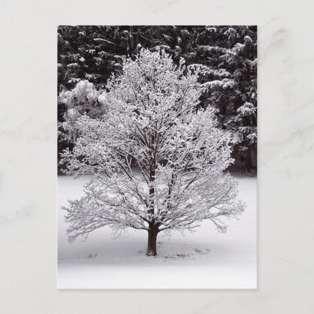 Cartes Pour Fêtes Annuelles Arbre de Noël (Devant)