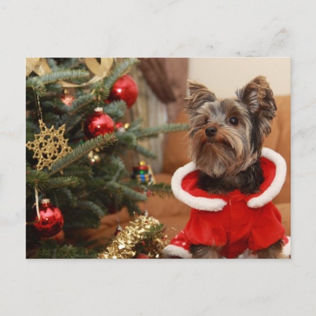 Cartes Pour Fêtes Annuelles Arbre De Noël Et Chiot De Yorkie (Devant)