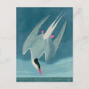 Cartes Pour Fêtes Annuelles Arctic Tern Birds of America Audubon