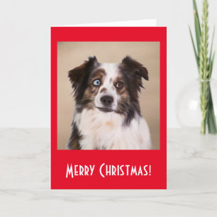 Cartes Pour Fêtes Annuelles Australian Shepherd Chien Art Rouge Joyeux Noël