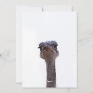 Cartes Pour Fêtes Annuelles autruche