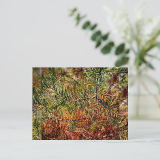 Cartes Pour Fêtes Annuelles Autumn Pine Needles 