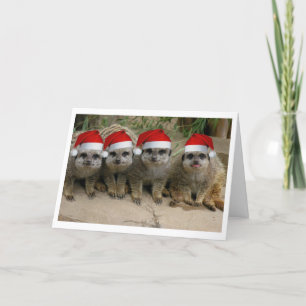 Cartes Pour Fêtes Annuelles Ayez Noël de Meerkat !