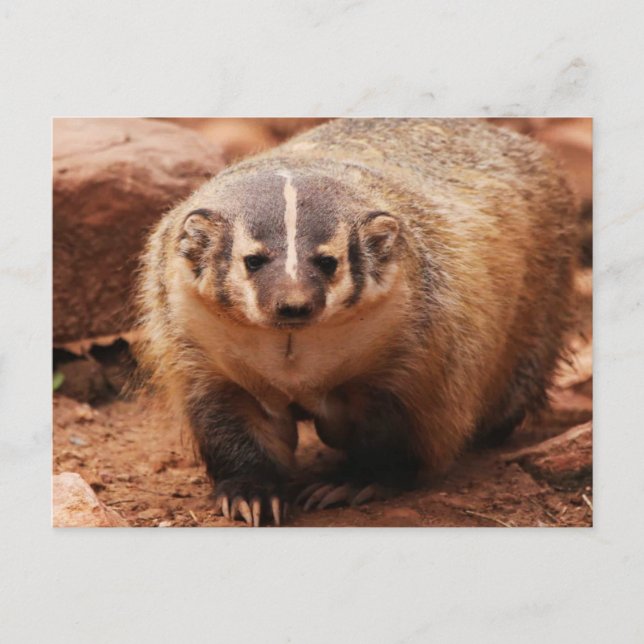 Cartes Pour Fêtes Annuelles Badger (Devant)