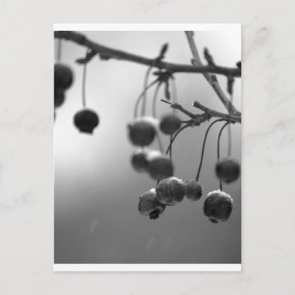 Cartes Pour Fêtes Annuelles Baies de Noël noir et blanc
