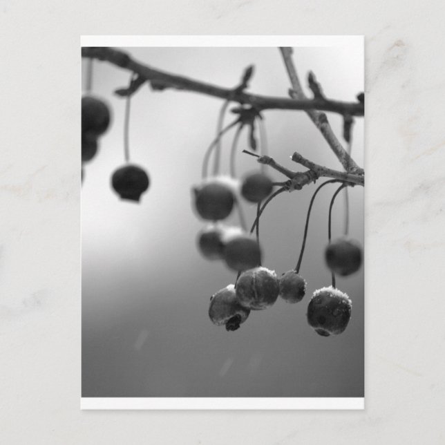 Cartes Pour Fêtes Annuelles Baies de Noël noir et blanc (Devant)