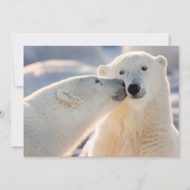Cartes Pour Fêtes Annuelles Baiser de l'ours polaire (Devant)