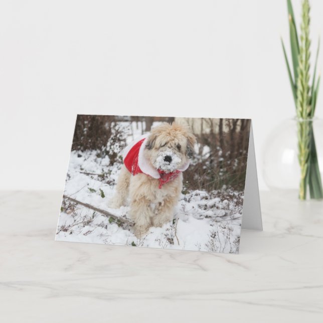 Cartes Pour Fêtes Annuelles Barbe de neige (Devant)