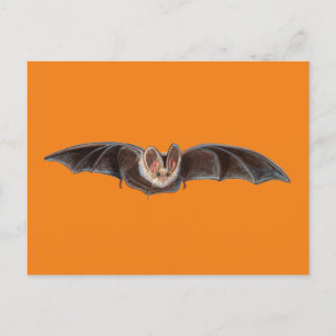Cartes Pour Fêtes Annuelles Bat Pipistrellus pipistrellus illustration Orange