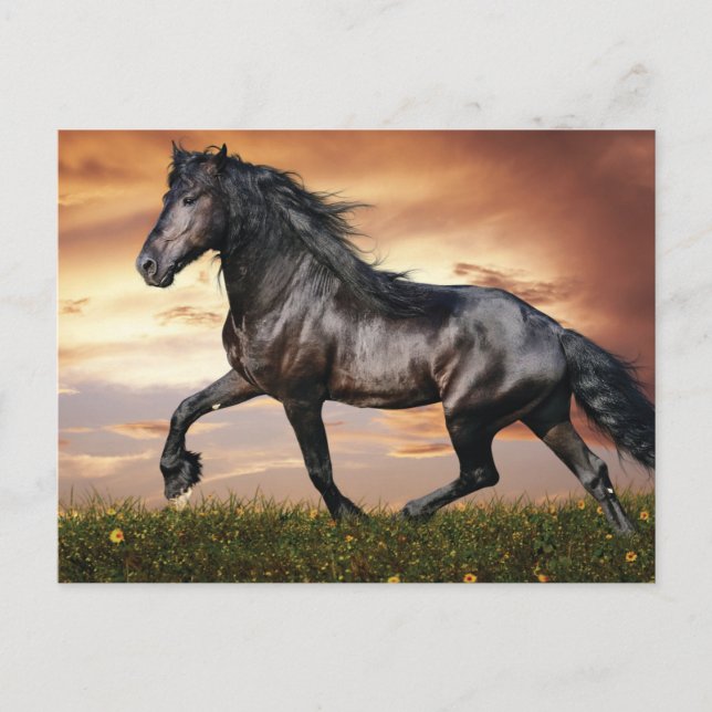 Cartes Pour Fêtes Annuelles Beau Cheval Noir (Devant)