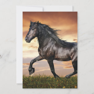 Cartes Pour Fêtes Annuelles Beau Cheval Noir