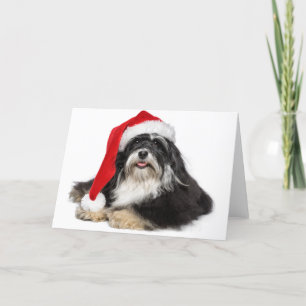 Cartes Pour Fêtes Annuelles Beau Chien Havanais de Noël avec chapeau de Père N