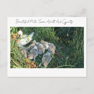 Cartes Pour Fêtes Annuelles Beau cygne tuberculé adulte et cygnets