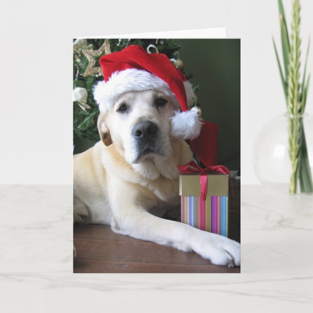 Cartes Pour Fêtes Annuelles Beau Labrador jaune Père Noël (Devant)