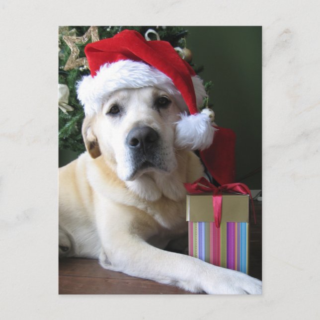 Cartes Pour Fêtes Annuelles Beau Labrador jaune Père Noël (Devant)