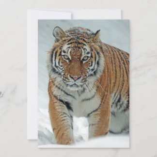 Cartes Pour Fêtes Annuelles Beau tigre en neige