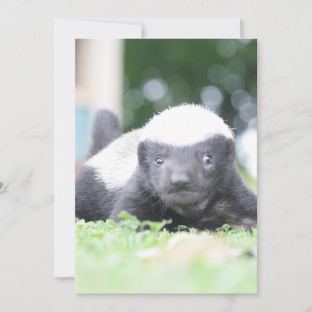 Cartes Pour Fêtes Annuelles Bébé blaireau au miel (Devant)