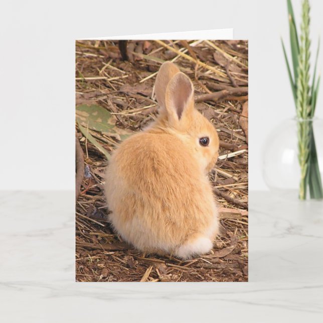 Cartes Pour Fêtes Annuelles Bébé lapin mignon ! (Devant)
