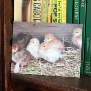 Cartes Pour Fêtes Annuelles Bébés poulets mignons poussins ferme photographie