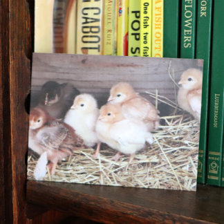 Cartes Pour Fêtes Annuelles Bébés poulets mignons poussins ferme photographie 