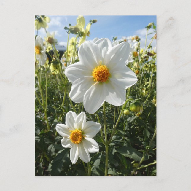 Cartes Pour Fêtes Annuelles Belle Fleurs blanches dahlia ensoleillées do-it-yo (Devant)