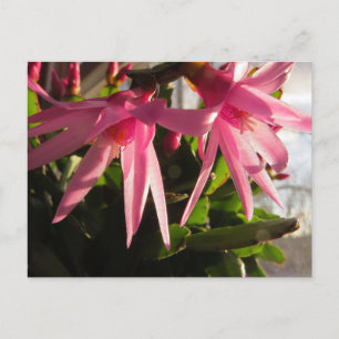 Cartes Pour Fêtes Annuelles Belles fleurs de cactus de Pâques