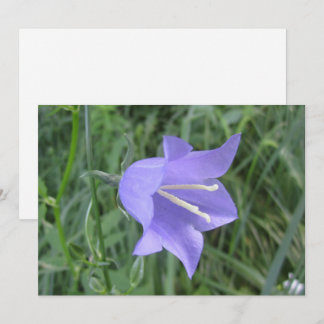 Cartes Pour Fêtes Annuelles Bellflower (homonymie)