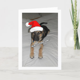 Cartes Pour Fêtes Annuelles Berger allemand de Noël