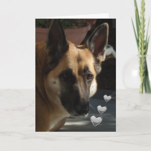 Cartes Pour Fêtes Annuelles Berger Allemand Toujours Turnin' Ma Tête Valentine