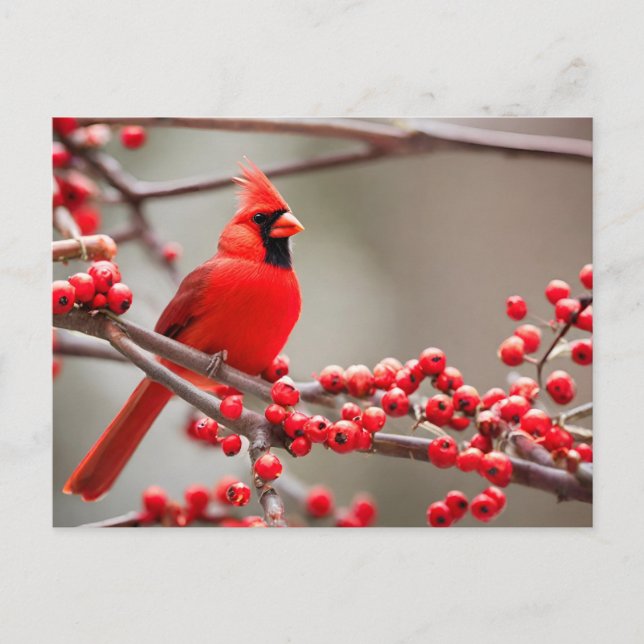 Cartes Pour Fêtes Annuelles Berries de la forêt cardinale rouge (Devant)