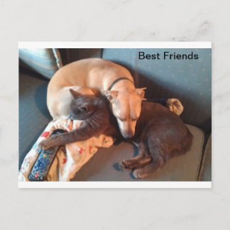 Cartes Pour Fêtes Annuelles Best Buddies