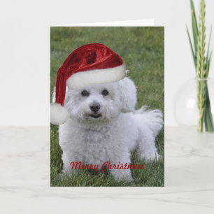 Cartes Pour Fêtes Annuelles Bichon Joyeux Noël