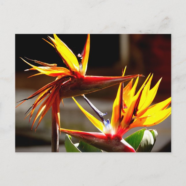 Cartes Pour Fêtes Annuelles Birds of Paradise : Flower from Mexico (Devant)