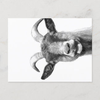 Cartes Pour Fêtes Annuelles Black and White Goat _Funny Goat Canvas|