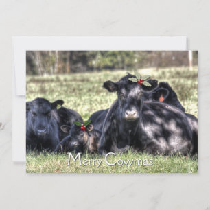 Cartes Pour Fêtes Annuelles Black Angus Holly Merry Cowmas Salutation