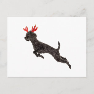 Cartes Pour Fêtes Annuelles Black Toy Poodle