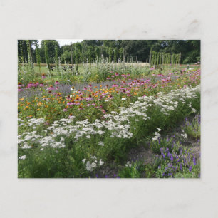 Cartes Pour Fêtes Annuelles Blanc Orange violet Fleur sauvage champ do-it-your
